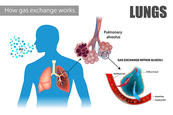 Oxygen moves into the capillaries